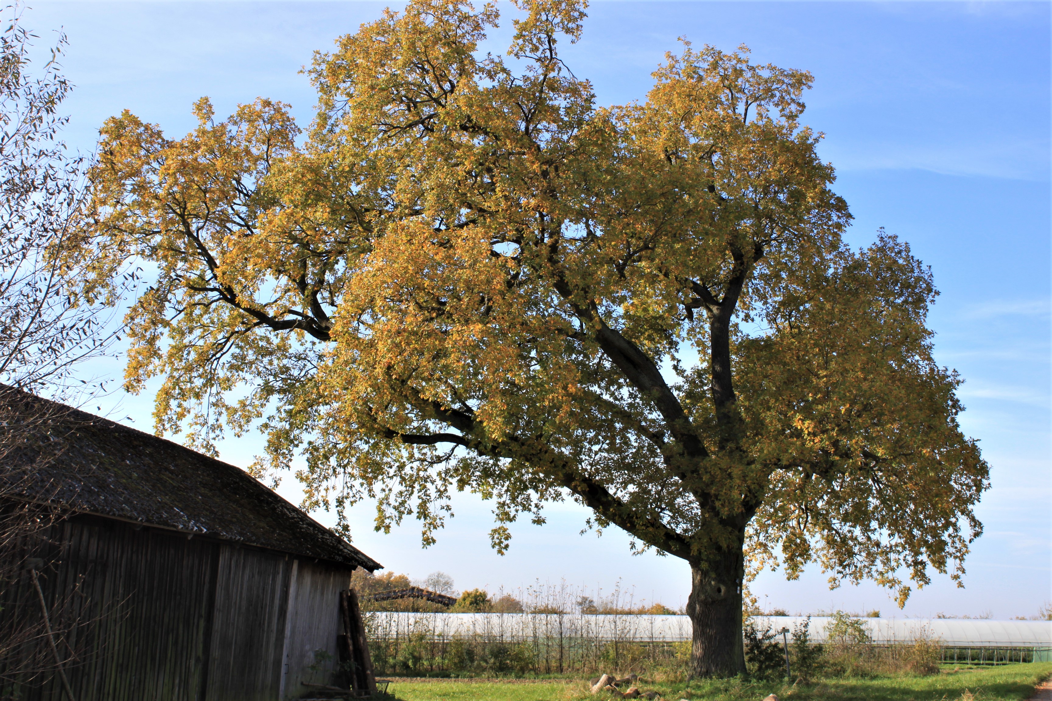 Baum_Freiheitseiche_9299 (2).jpg